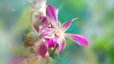 exposition orchidee paris