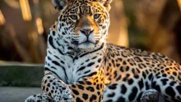 les felins à l'honneur au museum d'histoire naturelle