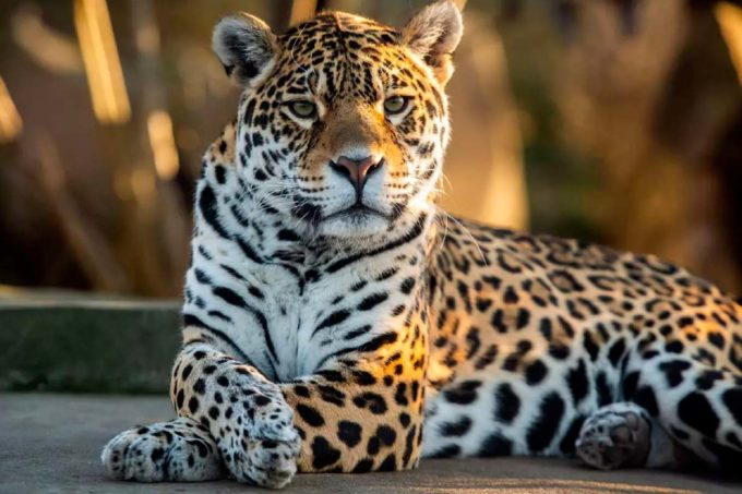 les felins à l'honneur au museum d'histoire naturelle