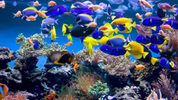 aquarium tropical paris