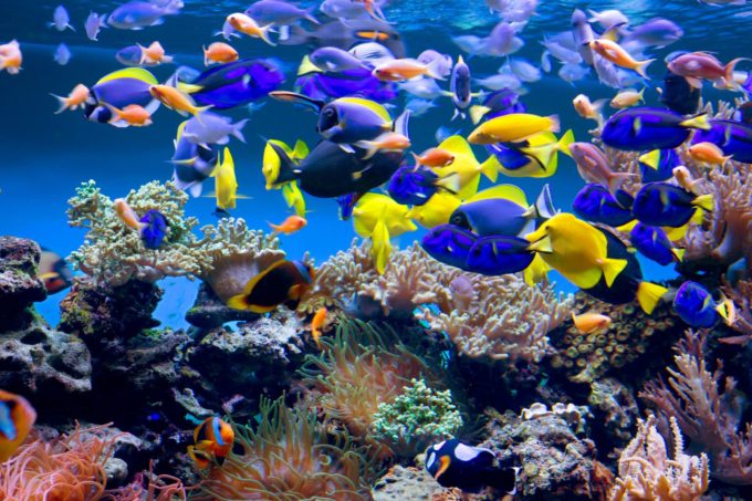aquarium tropical paris