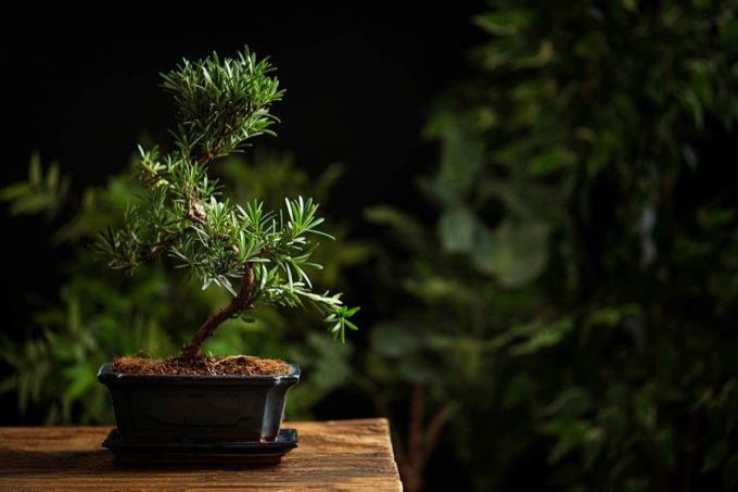 bonsai à Paris