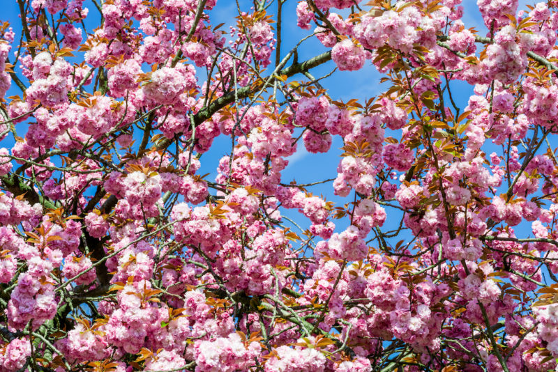 pink flowers are blooming on trees