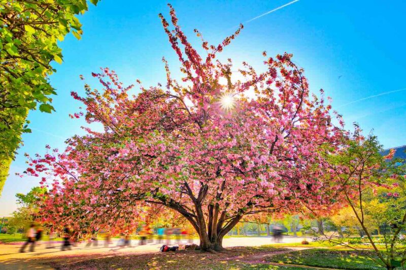 jardins-printemps-paris